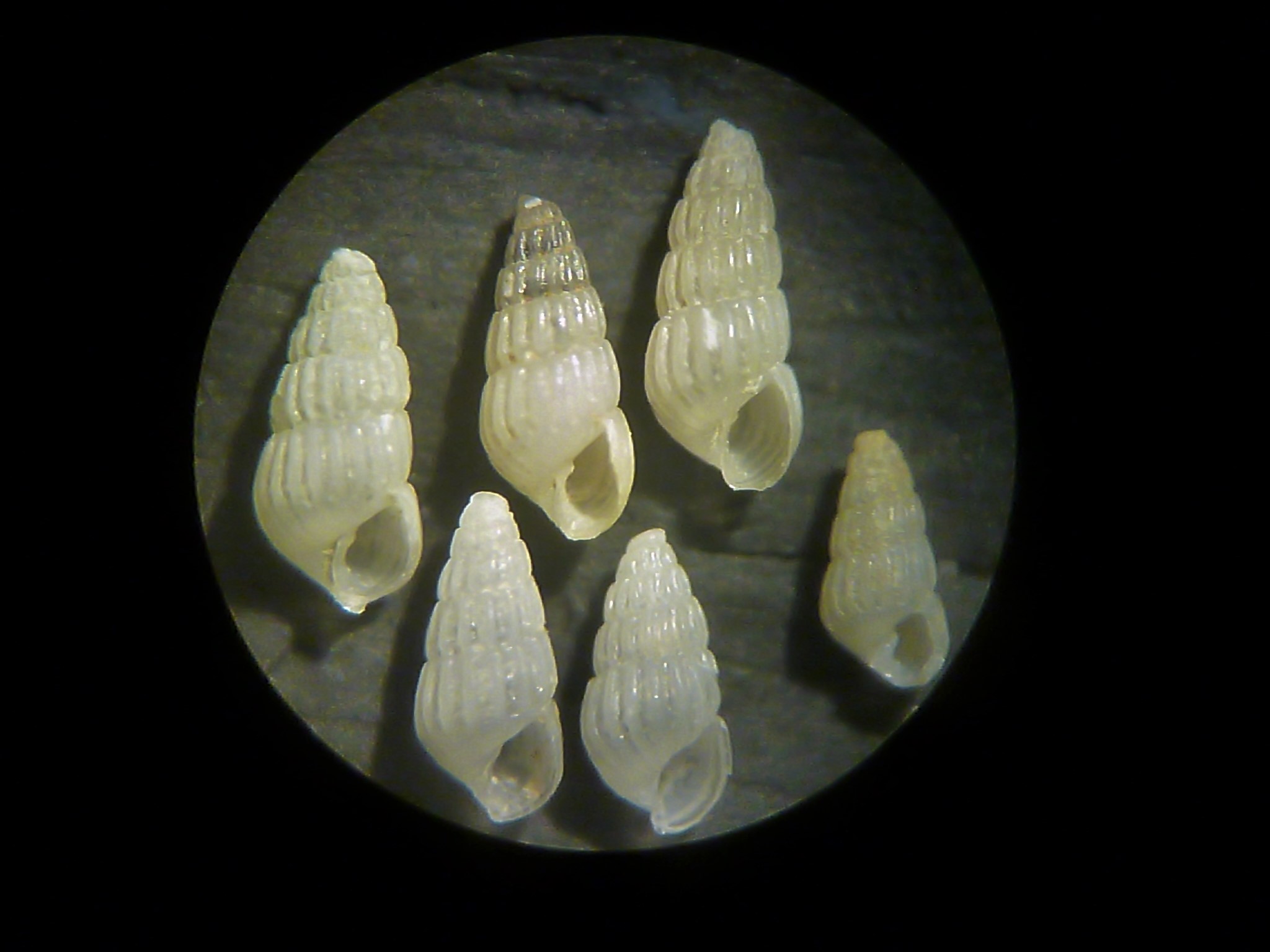 Parthenina interstincta?